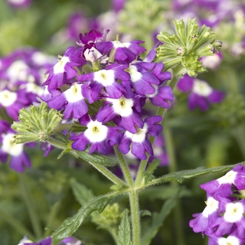 Verbena 'Blue with Eye' 