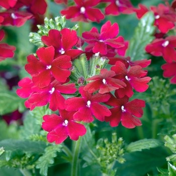 Verbena 'Bordeaux' 