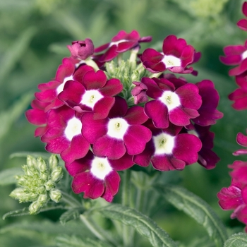 Verbena 'Burgundy with Eye' 