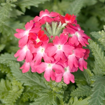 Verbena 'Coral with Eye' 