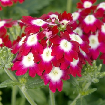 Verbena 'Crimson with Eye' 