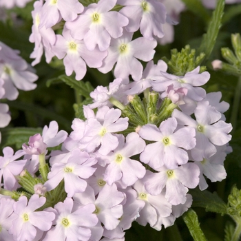 Verbena 'Lavender' 