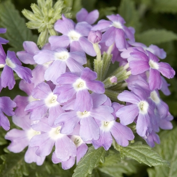 Verbena 'Light Blue with Eye' 