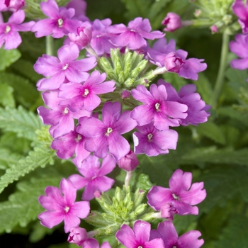 Verbena 'Lilac' 