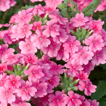 Verbena 'Pink' 