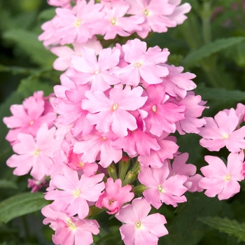 Verbena 'Pink Chiffon' 