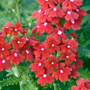 Verbena 'Red' 