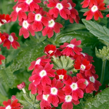 Verbena 'Red with Eye' 