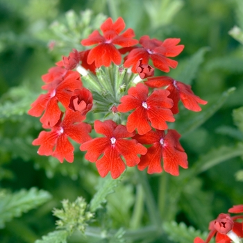 Verbena 'Scarlet' 