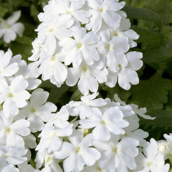 Verbena 'White' 