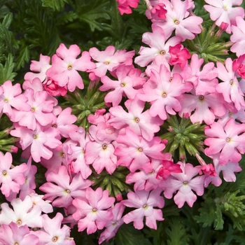 Verbena Magelana™ Pink Swirl