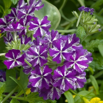 Verbena 