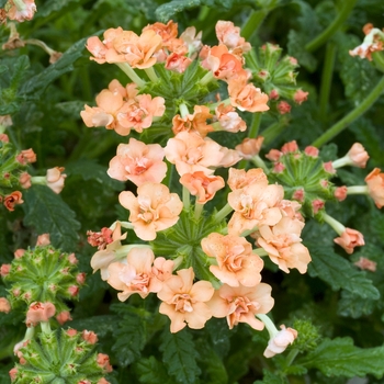 Verbena 'Corsage Peach'