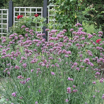 Verbena bonariensis