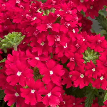 Verbena Aztec® 'Cherry Red'