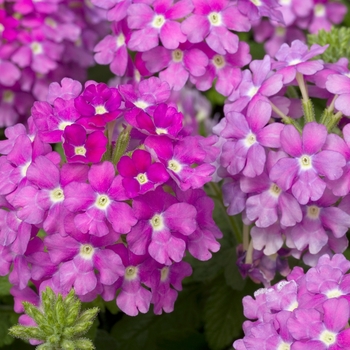 Verbena 'Lavender' 