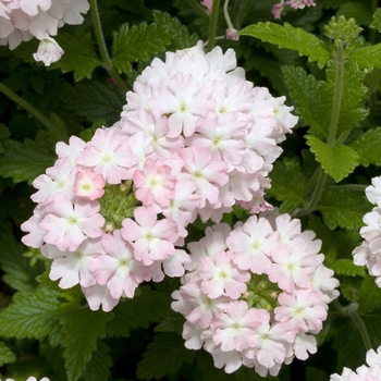 Verbena 'Light Pink' 