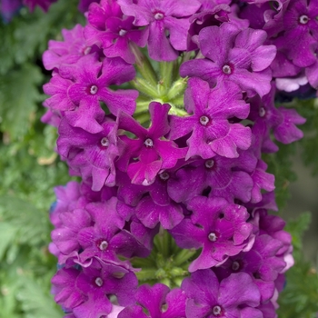 Verbena 'Plum Magic' 