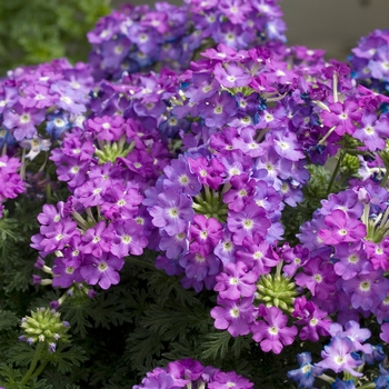 Verbena peruviana Aztec Magic™ 'Purple'