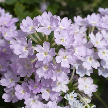 Verbena 'Silver Magic' 