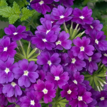 Verbena 'Violet' 