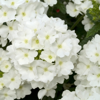 Verbena peruviana 'White' 