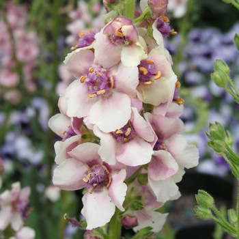 Verbascum 'Raspberry Ripple'