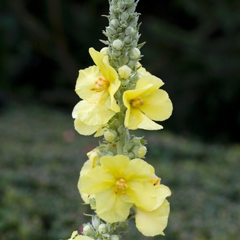 Verbascum 'Lemon Sorbet' PPAF