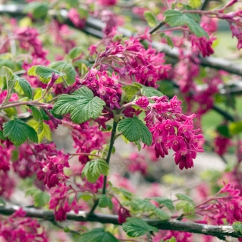 Vaccinium parvifolium