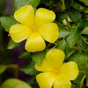 Turnera ulmifolia