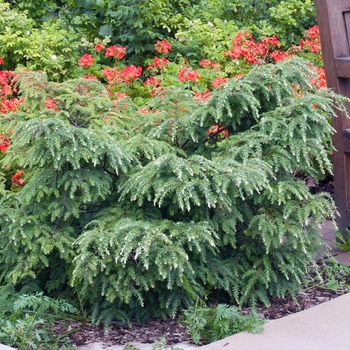 Tsuga canadensis 'Gentsch White'