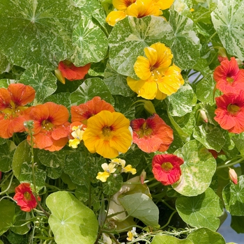 Tropaeolum majus 'Alaska' 