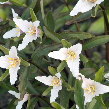 Trillium nivale