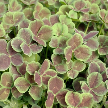 Trifolium repens 'Dark Dancer' 