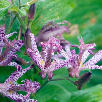 Tricyrtis 'Sinonome' 