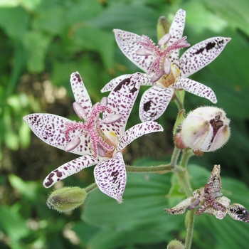 Tricyrtis hirta 