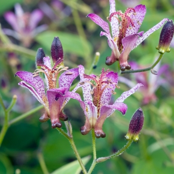 Tricyrtis formosana 'Gilt Edge' 