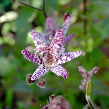 Tricyrtis formosana 'Dark Beauty'