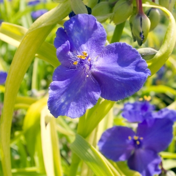 Tradescantia 'Sweet Kate' 