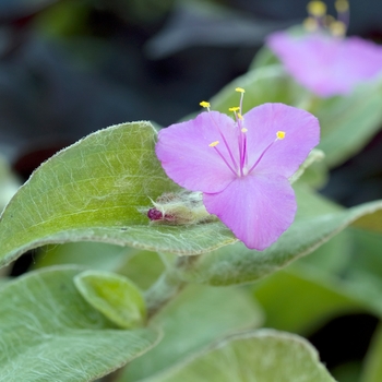 Tradescantia sillamontana 