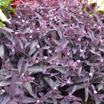 Setcreasea pallida 'Purple' 