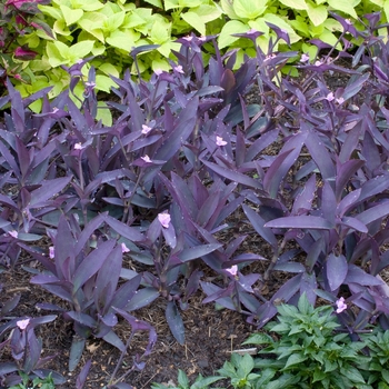 Tradescantia pallida 'Purple Heart' 