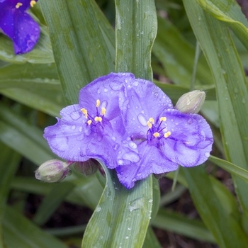 Tradescantia 'Purple Profusion'