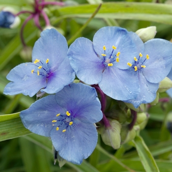 Tradescantia 'Little Doll'