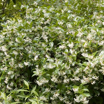 Trachelospermum jasminoides 