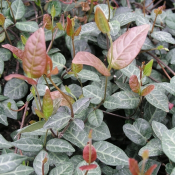 Trachelospermum asiaticum 'Bronze Beauty' 