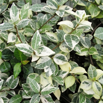 Trachelospermum asiaticum 'Variegata'