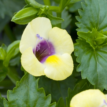 Torenia 'Yellow Moon' 