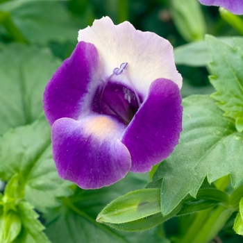 Torenia 'Velvet Moon'