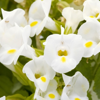 Torenia 'Sun Devil White'